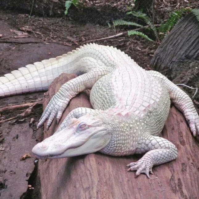 Pre-teen Psychopaths, the New Lolita and Scottish Vampires